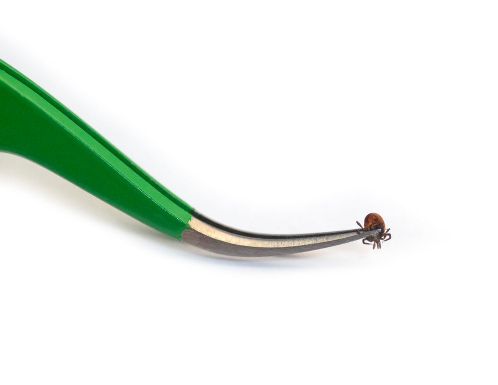 TickCheck pince super-fine gros plan offrant saisie nette des nymphes