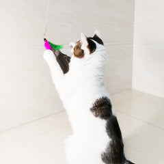 TIENAILING chat jouant avec la plume illustrant stimulation et exercice