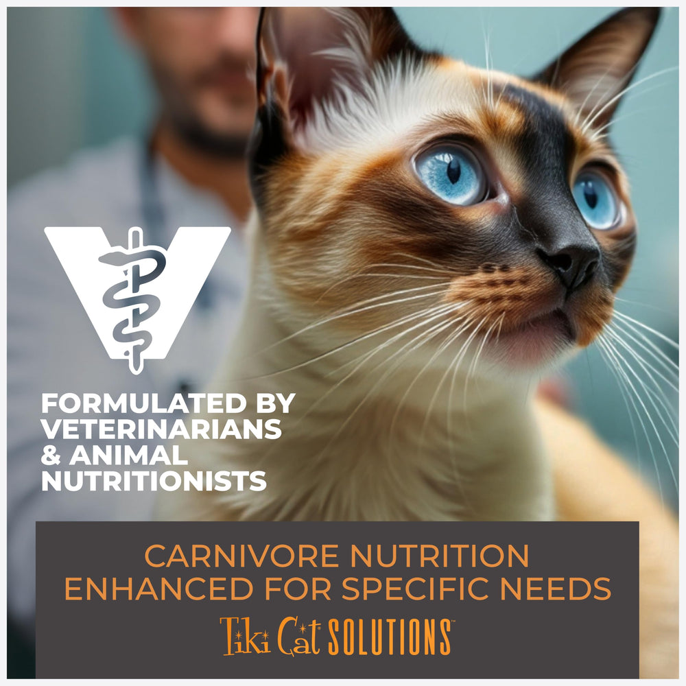 Tiki Cat mousse en cuisine lifestyle montrant utilisation quotidienne simple