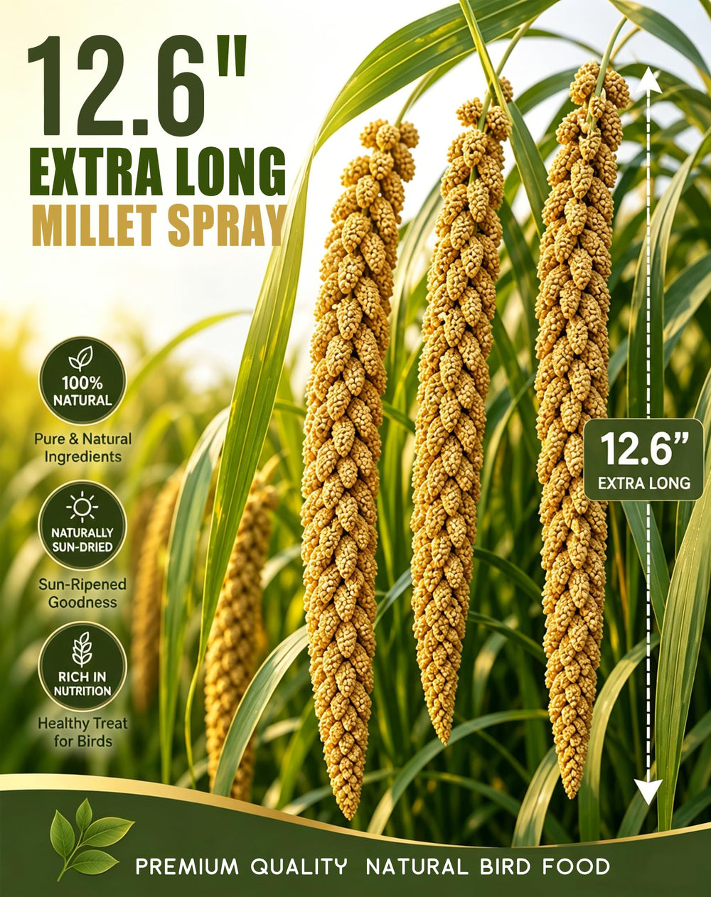 TINYFIELD gros plan sur grappes de millet montrant texture appétente et fraîcheur
