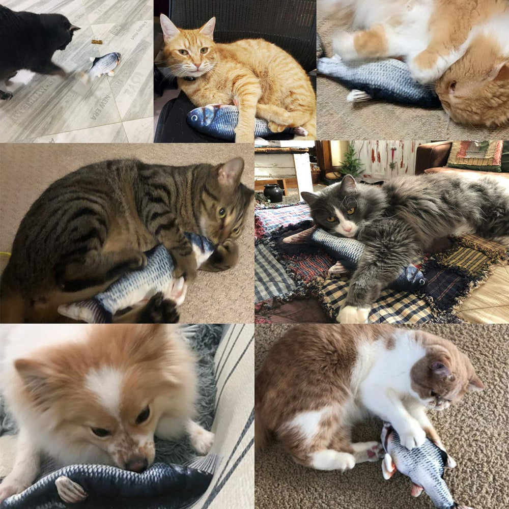 Tocirelo échelle et taille comparée montrant proportions adaptées au chat