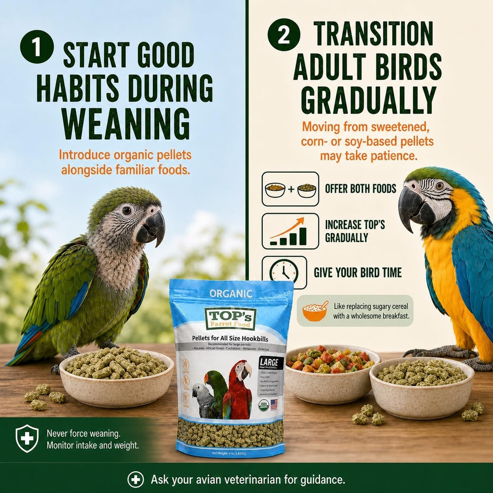 TOP's Parrot Food perroquet mangeant dans augette montrant appétence