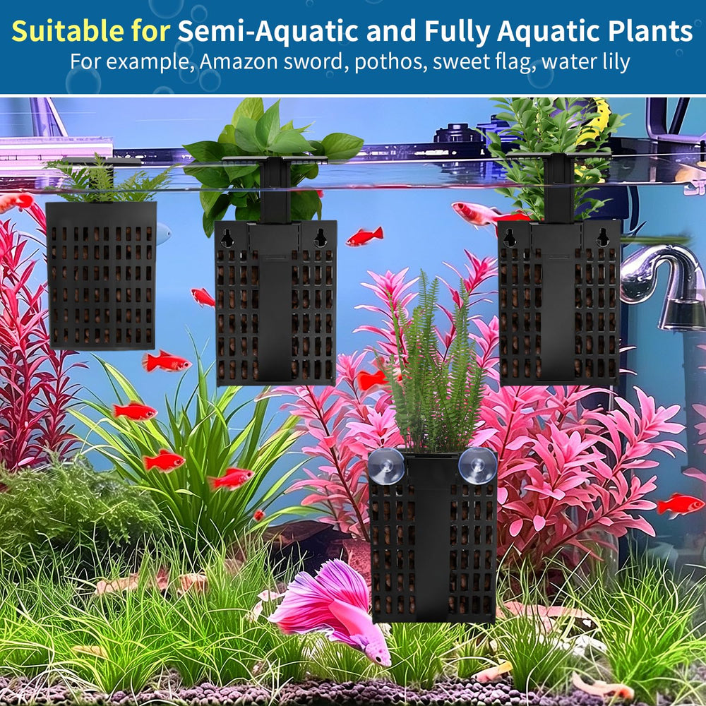 TOYEYE présentation aquascape finalisé mettant en valeur plantes