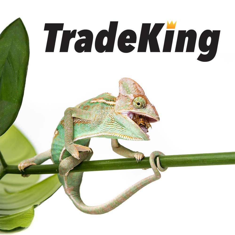 TradeKing grillons dans enclos de dragon barbu fournissant nutrition pratique