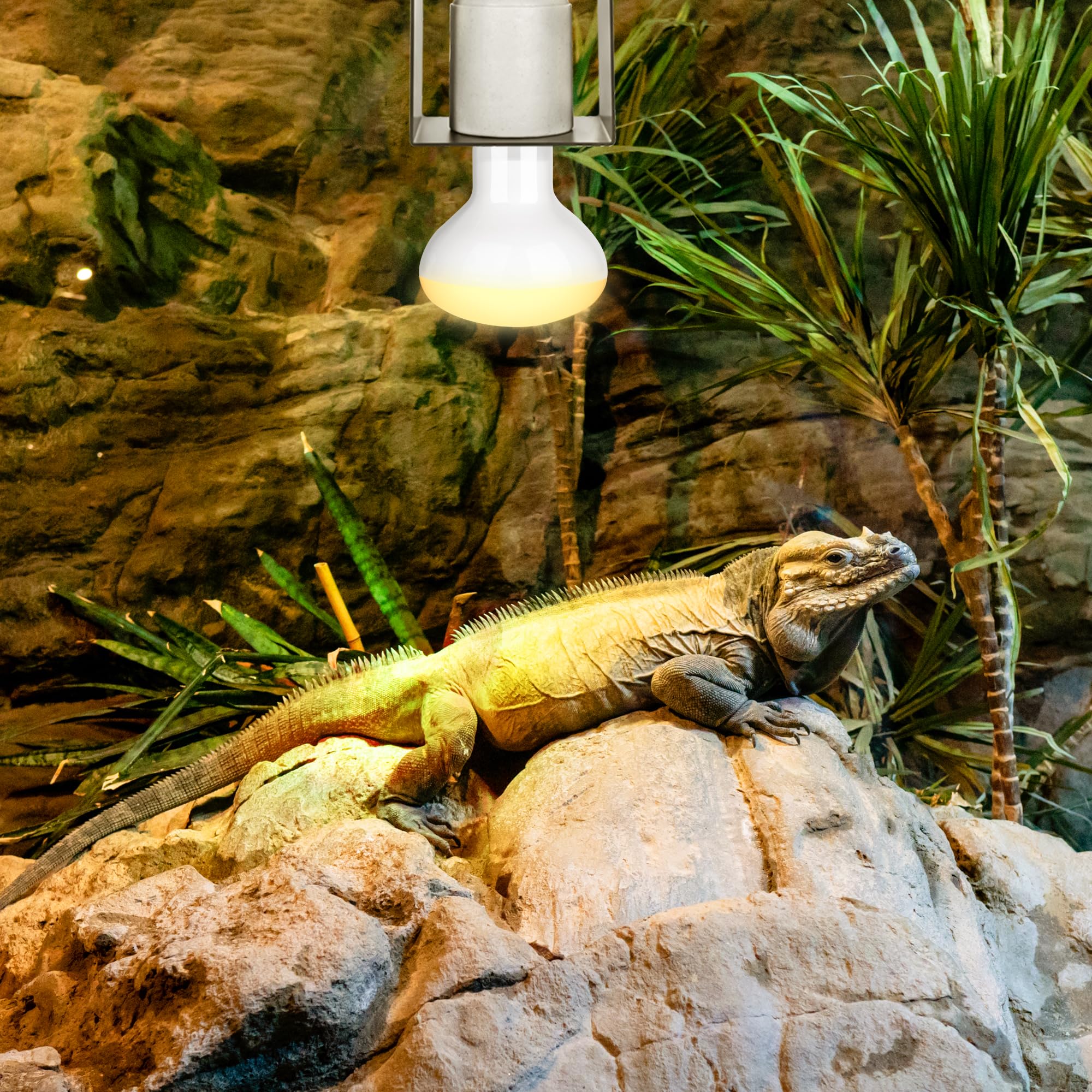 Terrarium avec Trakem en usage apportant point chaud fiable pour reptile
