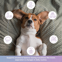 Veterinarian Recommended Solutions chien prenant une friandise, réduit stress avant voyage
