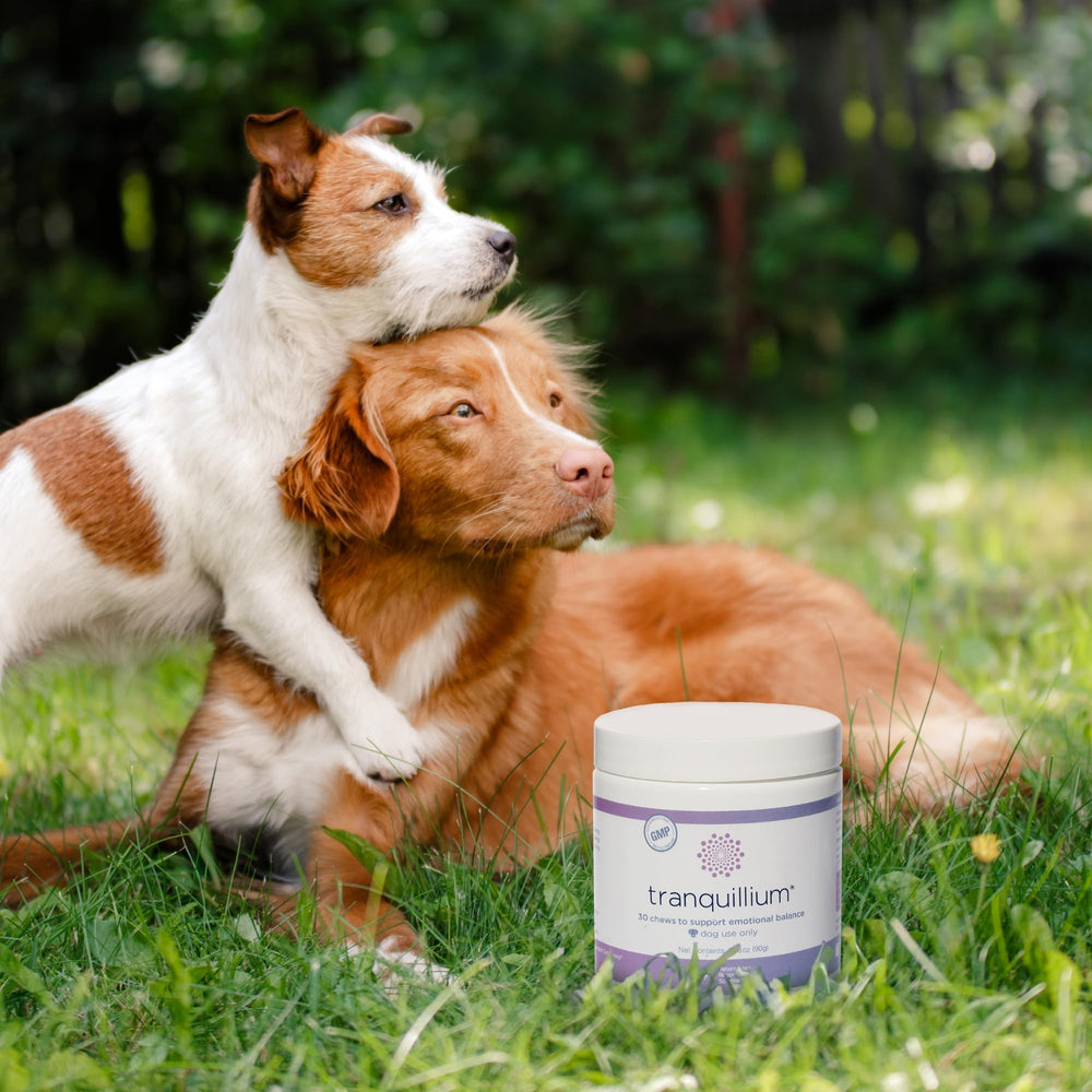 Veterinarian Recommended Solutions chien calme en voiture, aide le stress du transport