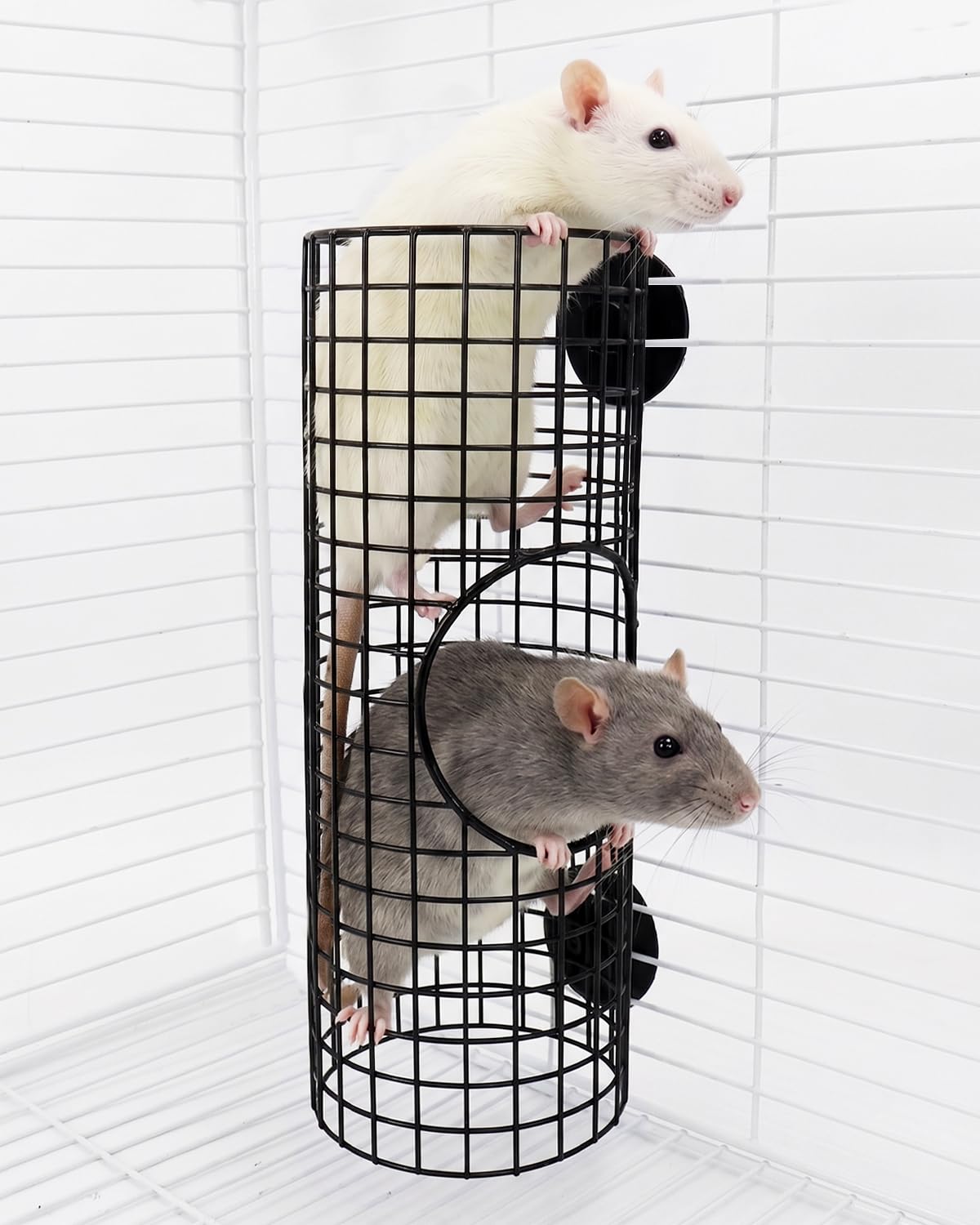 TriGia Paws tunnel face avant montrant la structure robuste et sécurisée