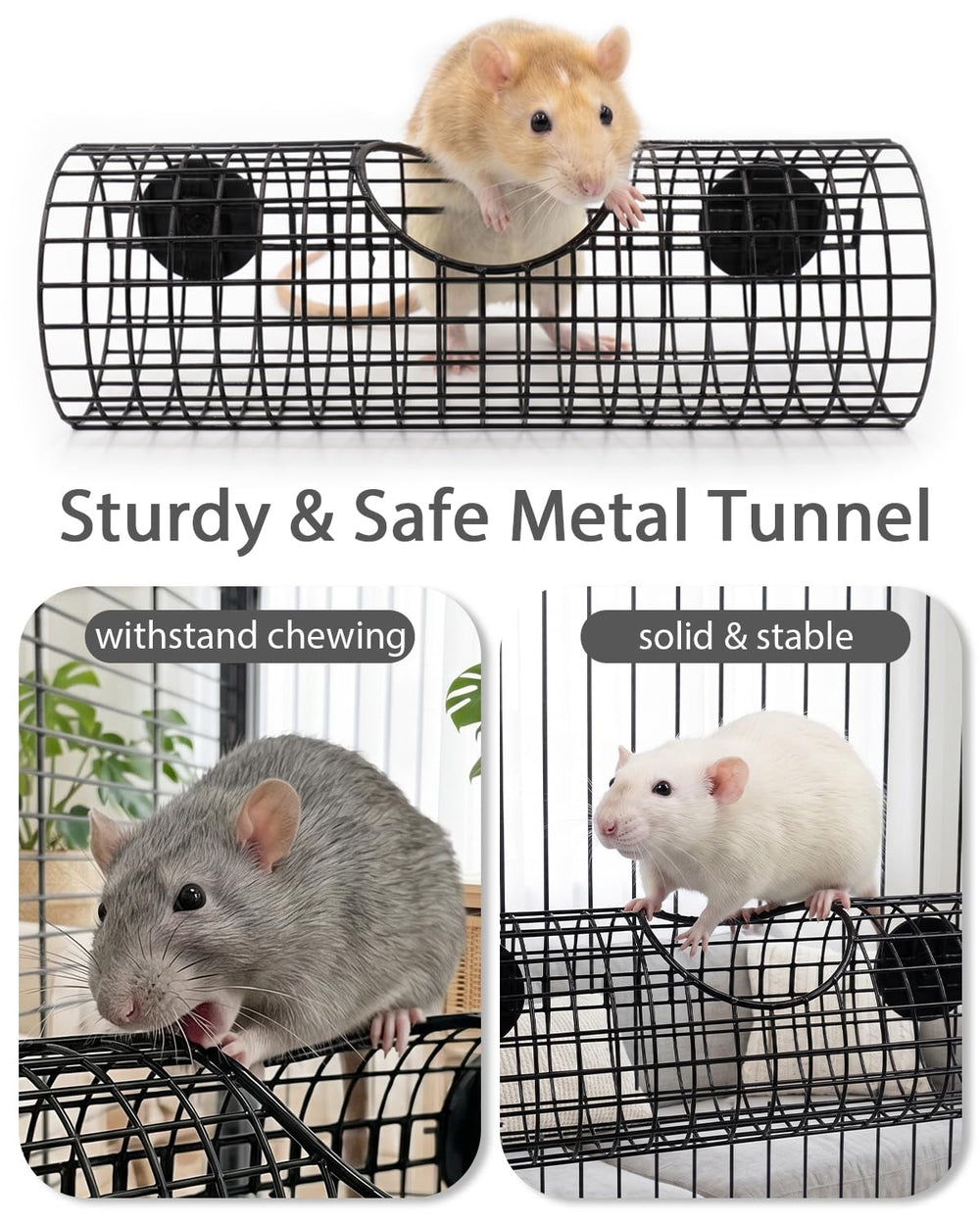 TriGia Paws hublot gros plan permettant d'observer le rat sans le déranger