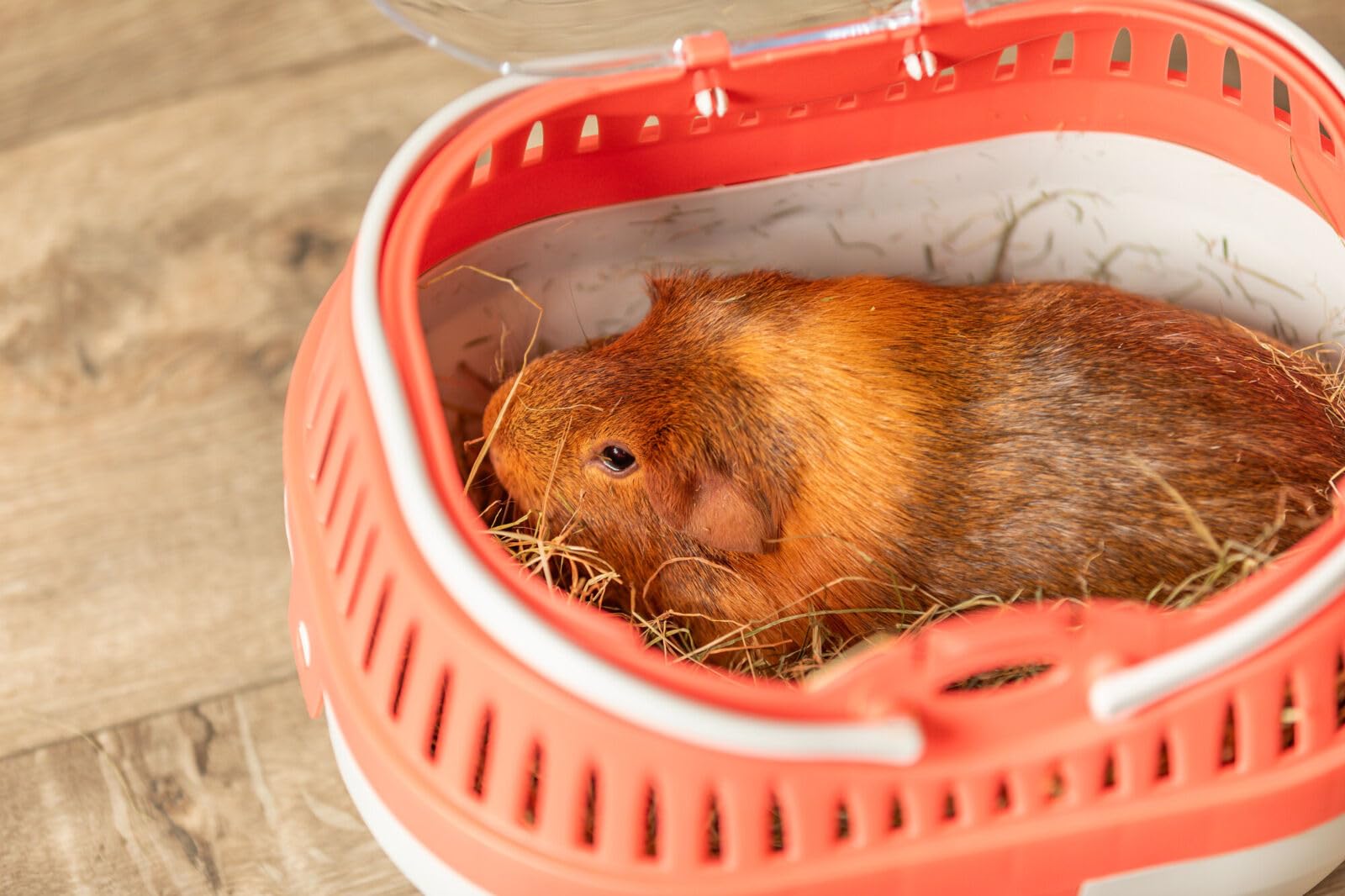 TRIXIE Pico comparaison d'échelle avec cochon d'Inde illustrant la taille
