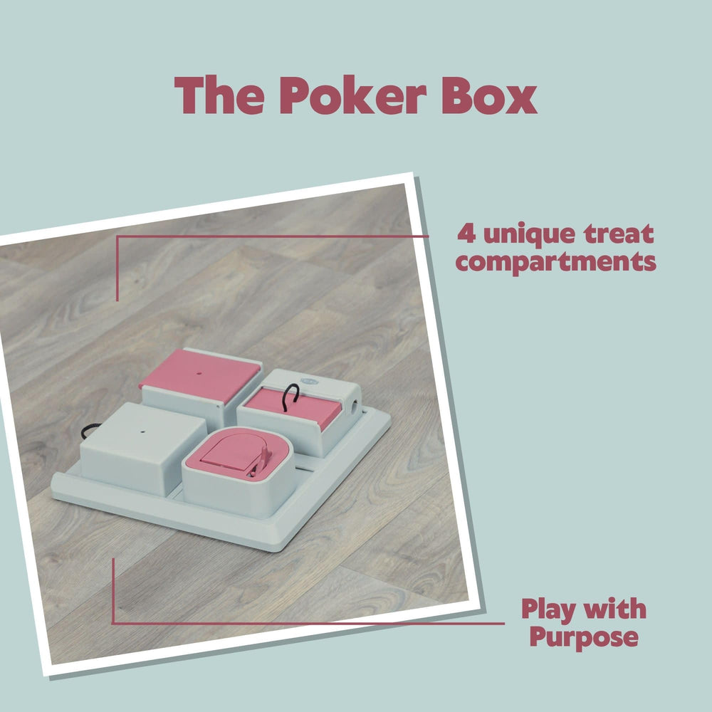 Chat utilisant TRIXIE Poker Box poussant un module pour obtenir friandise et rester actif