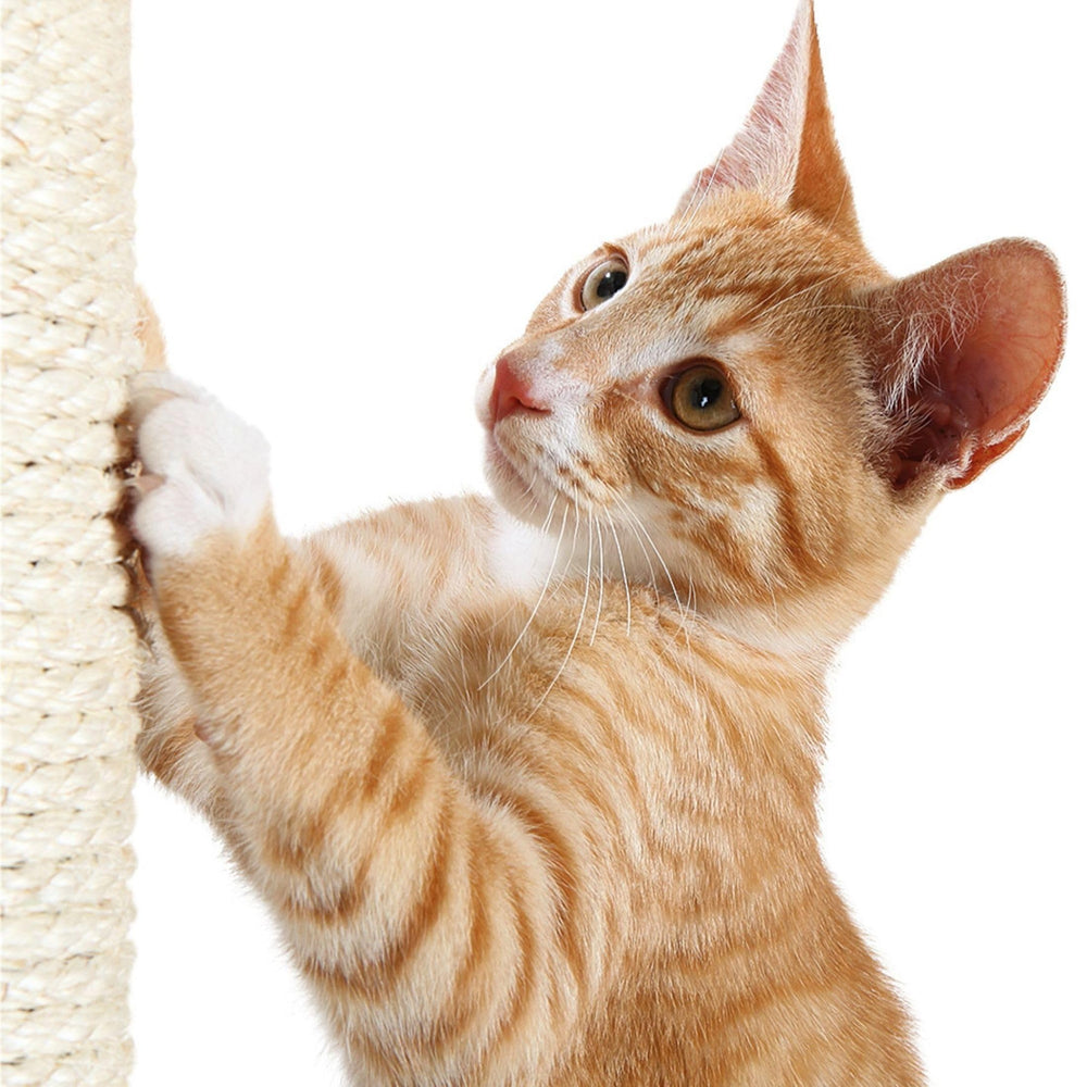 TRIXIE poteau installé sur arbre à chat montrant confort et attraction pour chat