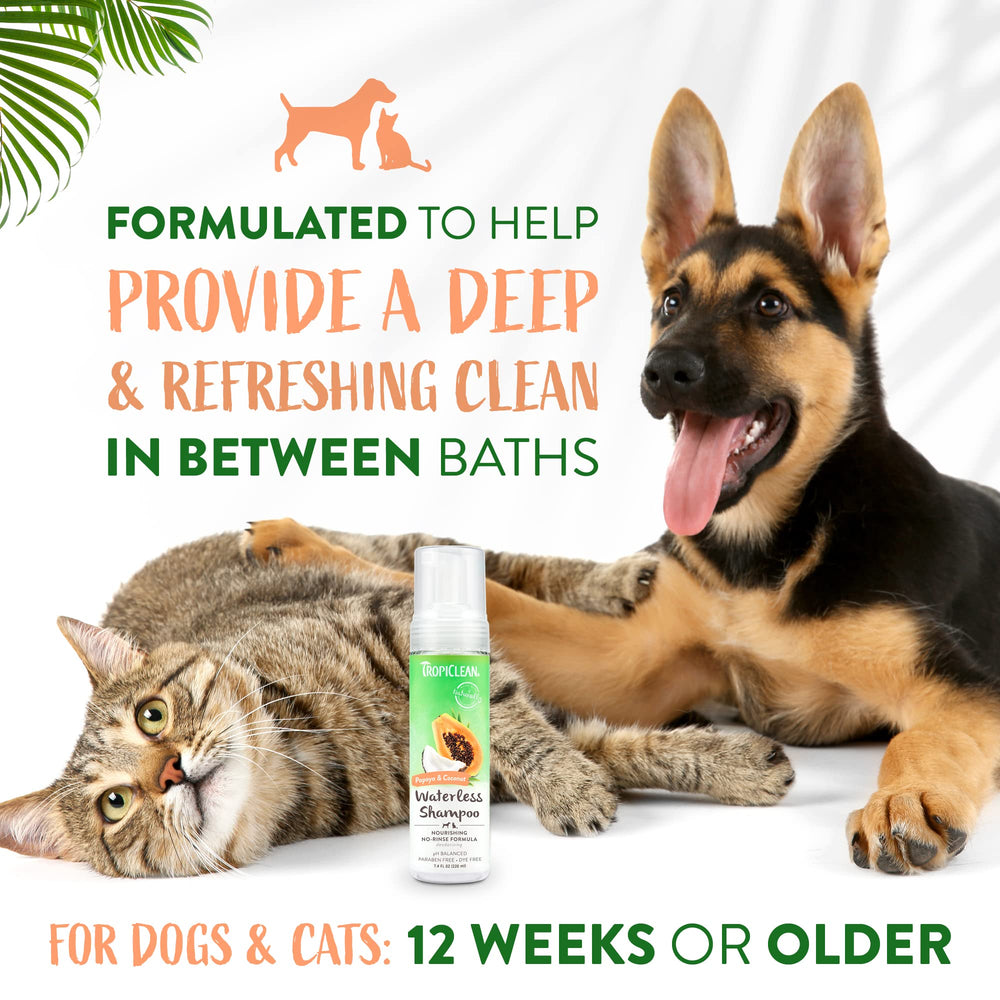 Application du TropiClean sur chien à l'intérieur pour un toilettage sans stress