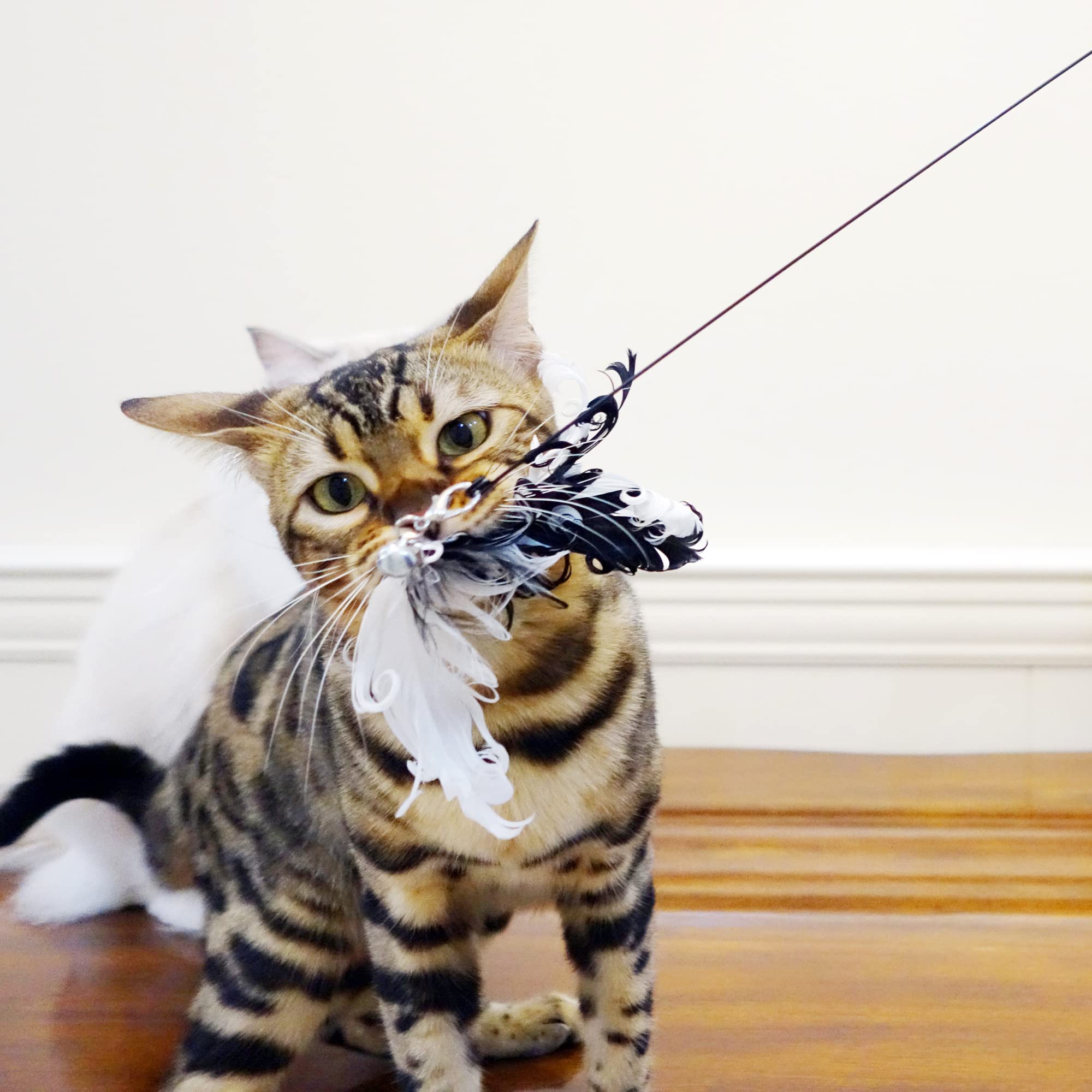 TTcat comparaison taille montrant longueur 89 cm, favorise sauts et portée