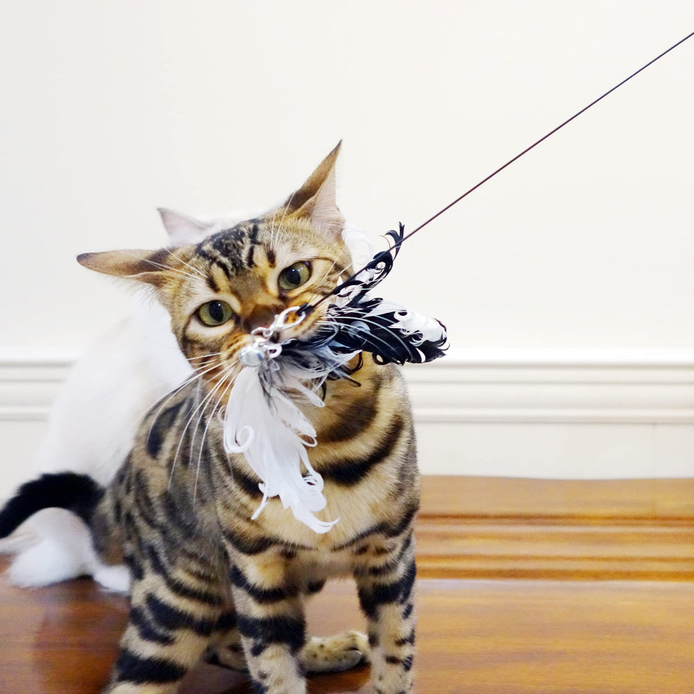 TTcat comparaison taille montrant longueur 89 cm, favorise sauts et portée