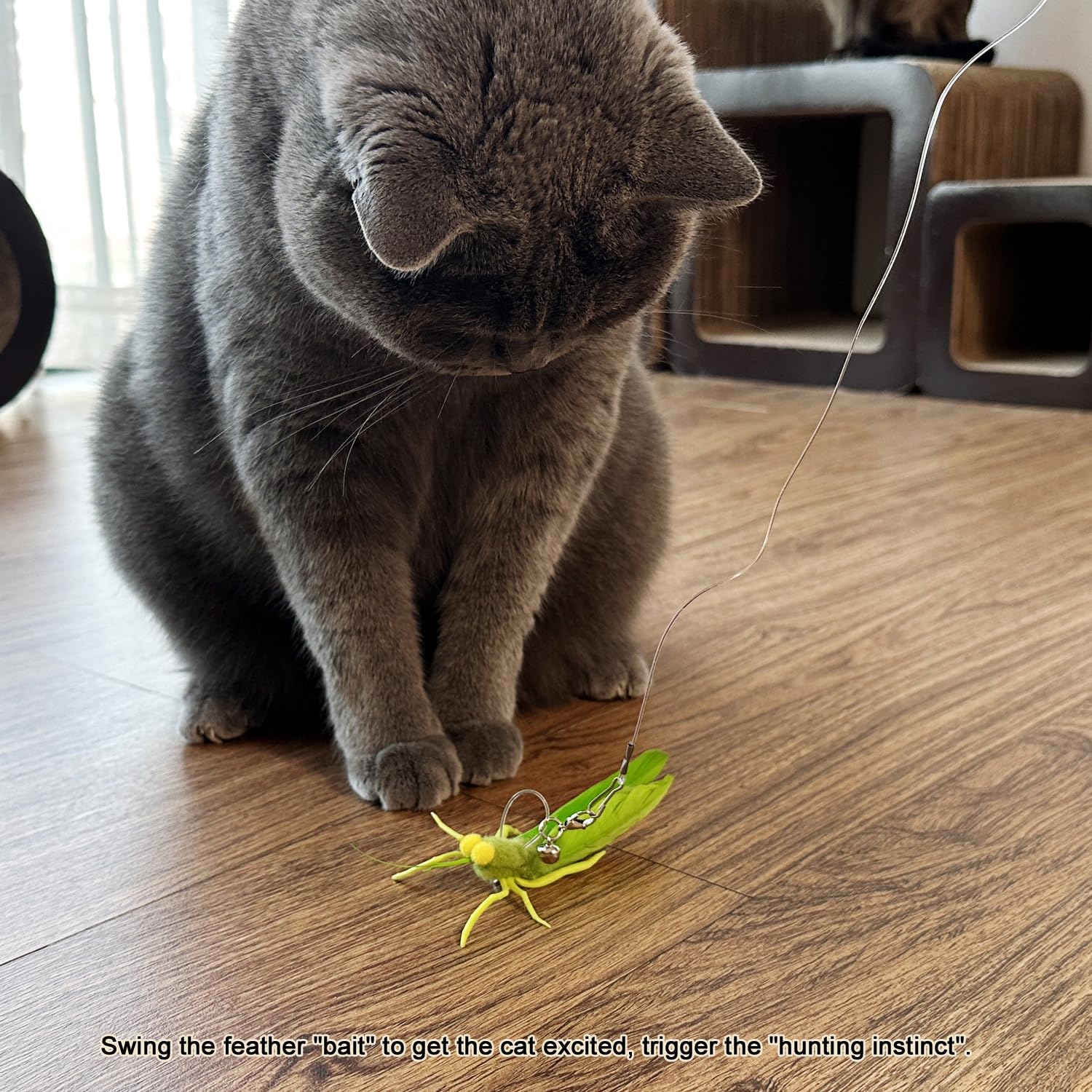 TTcat sauterelle dans salon avec chat joueur, favorise activité et lien