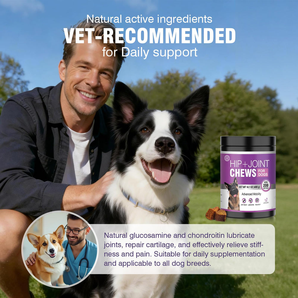 TTLXRL chien acceptant un comprimé améliorant confort articulaire