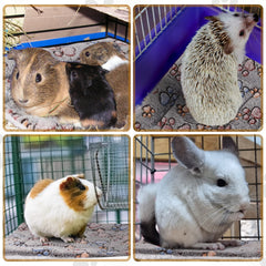 Tuanse tapis placé dans une cage, confort et adaptation