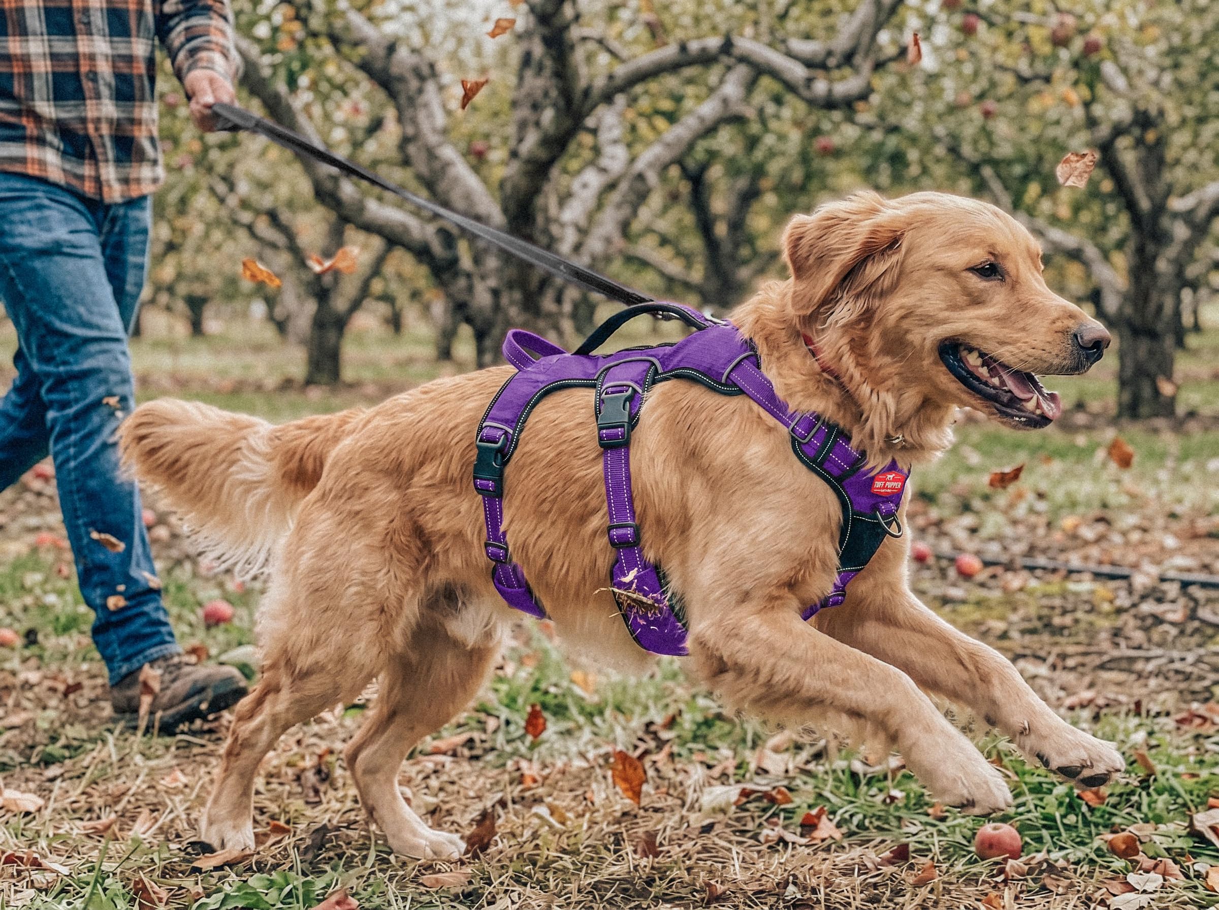 Tuff Pupper harnais porté en promenade urbaine pour contrôle sûr