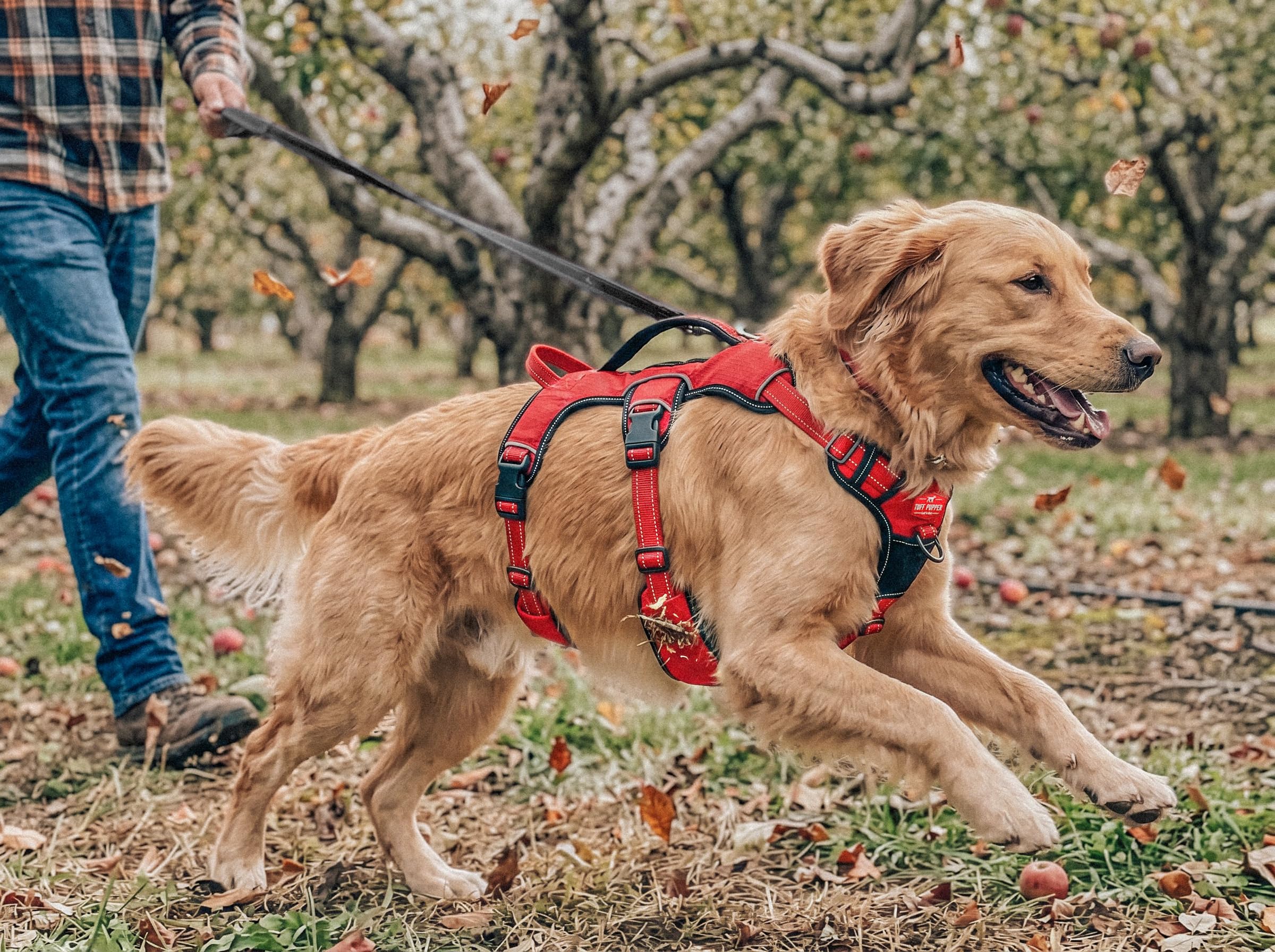 Tuff Pupper harnais à côté d'une règle pour comparaison de taille précise