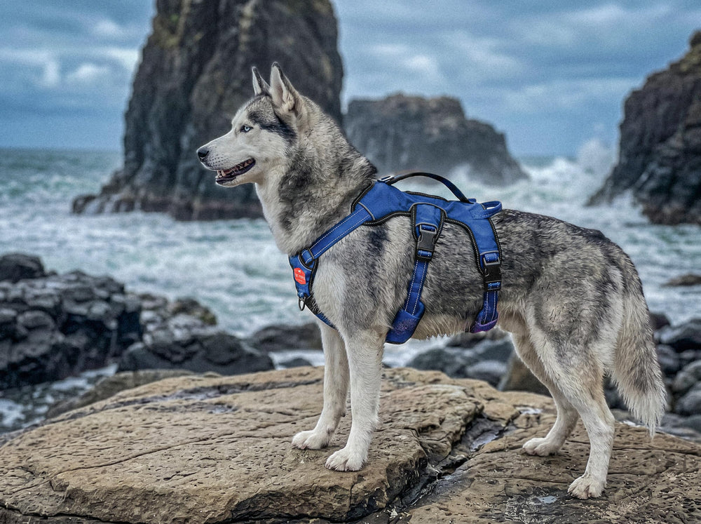 Tuff Pupper harnais porté en randonnée pour contrôle et confort