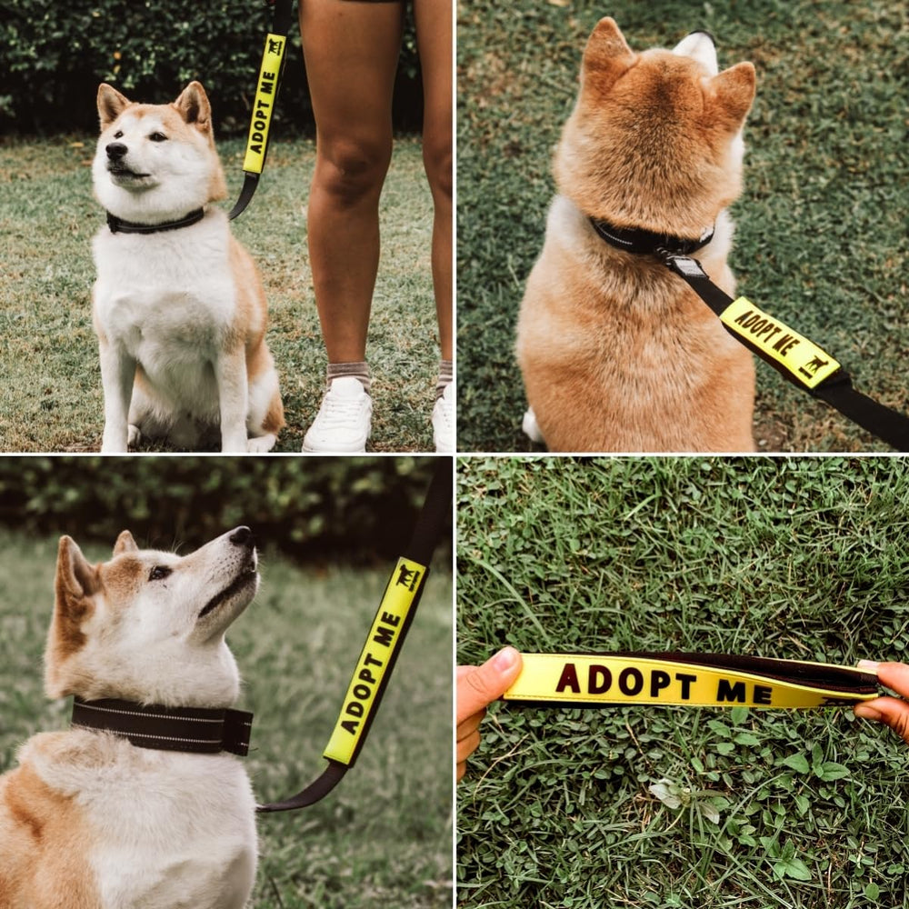 Tuff Pupper comparaison de taille près d'une main, dimensions pratiques