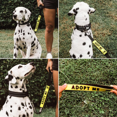 Tuff Pupper fixation solide sur une laisse standard, maintien sans glissement