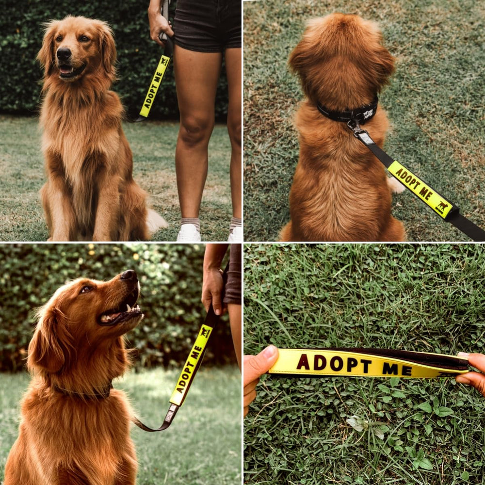 Tuff Pupper manchette en usage au parc canin, communication claire aux autres