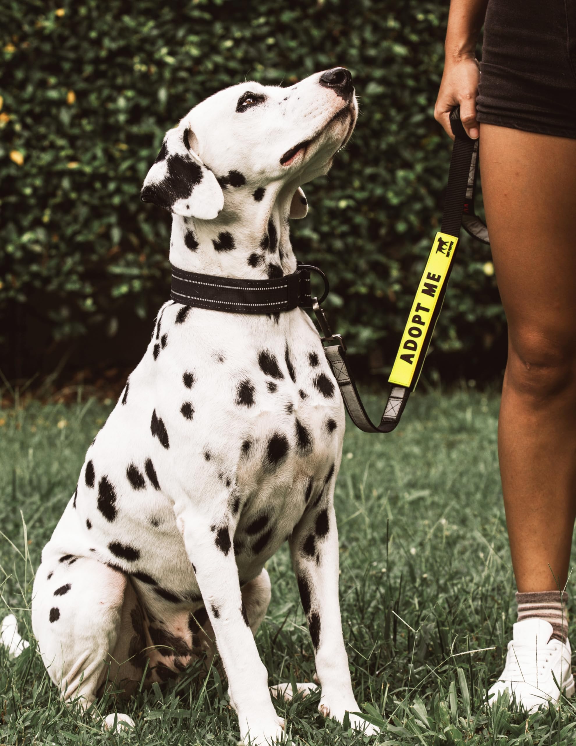 Tuff Pupper vue double-face montrant texte lisible des deux directions, commodité