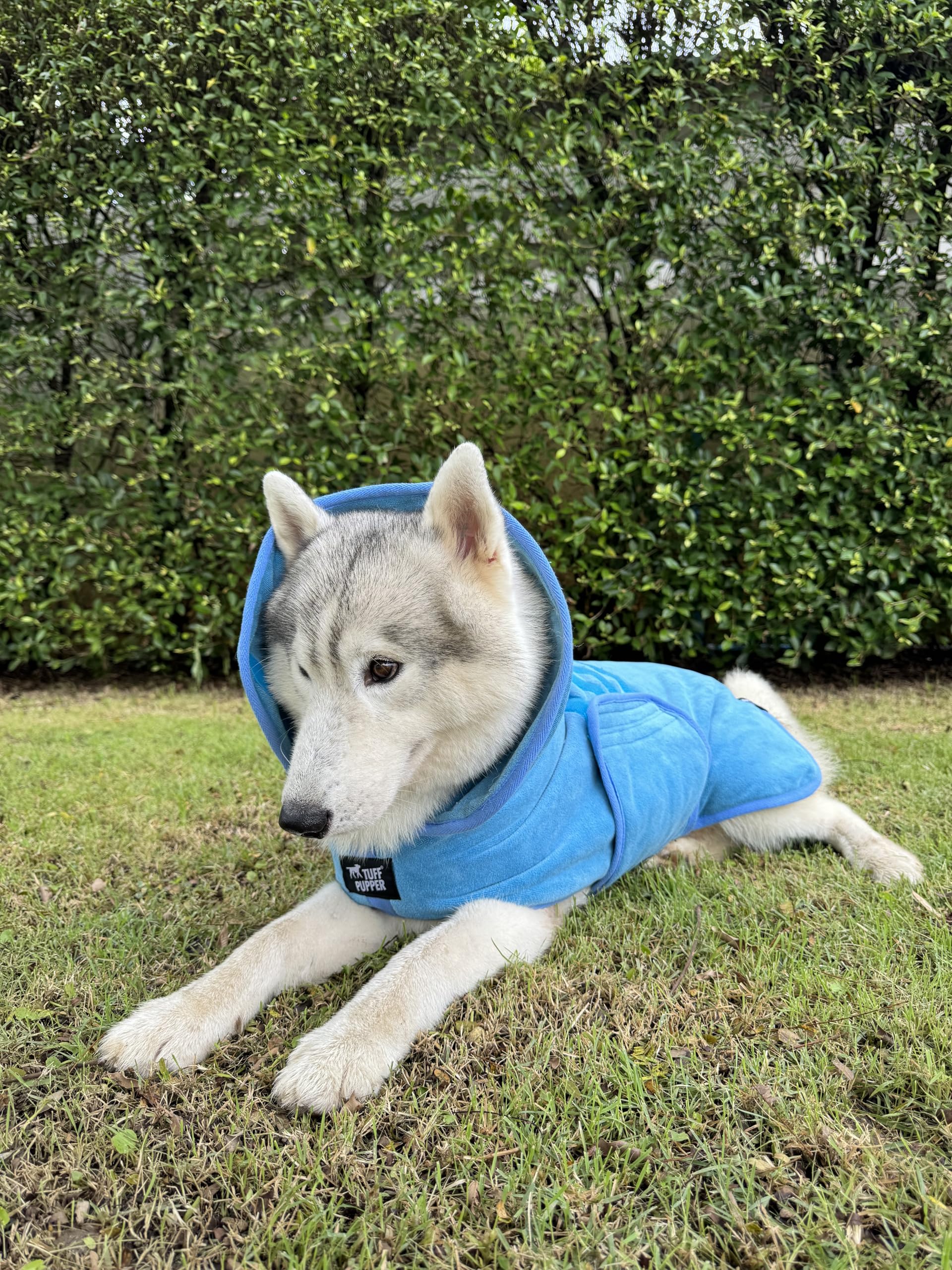Tuff Pupper comparaison taille sur tapis, repère d'échelle pratique