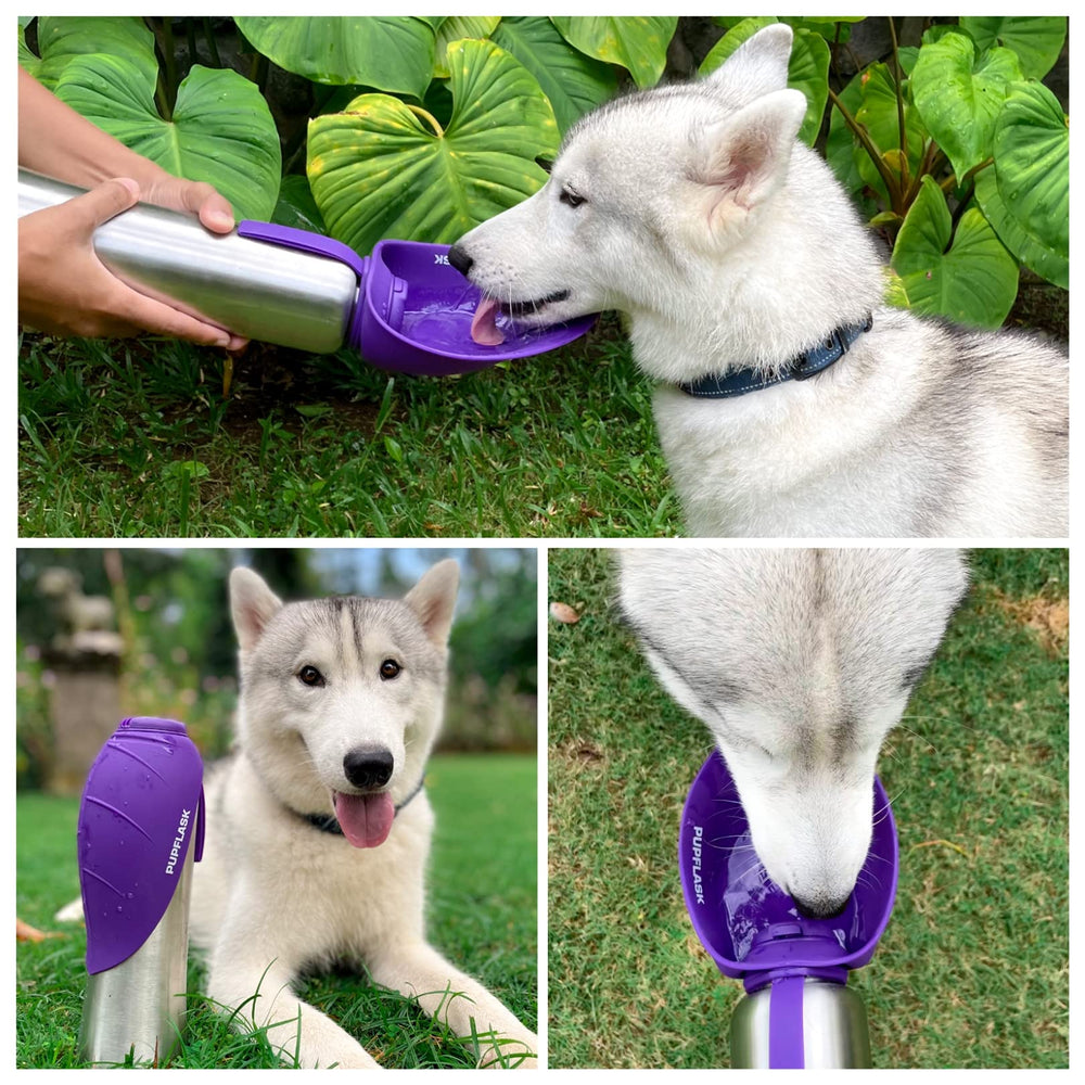 Tuff Pupper chien buvant en extérieur démontrant hydratation facile