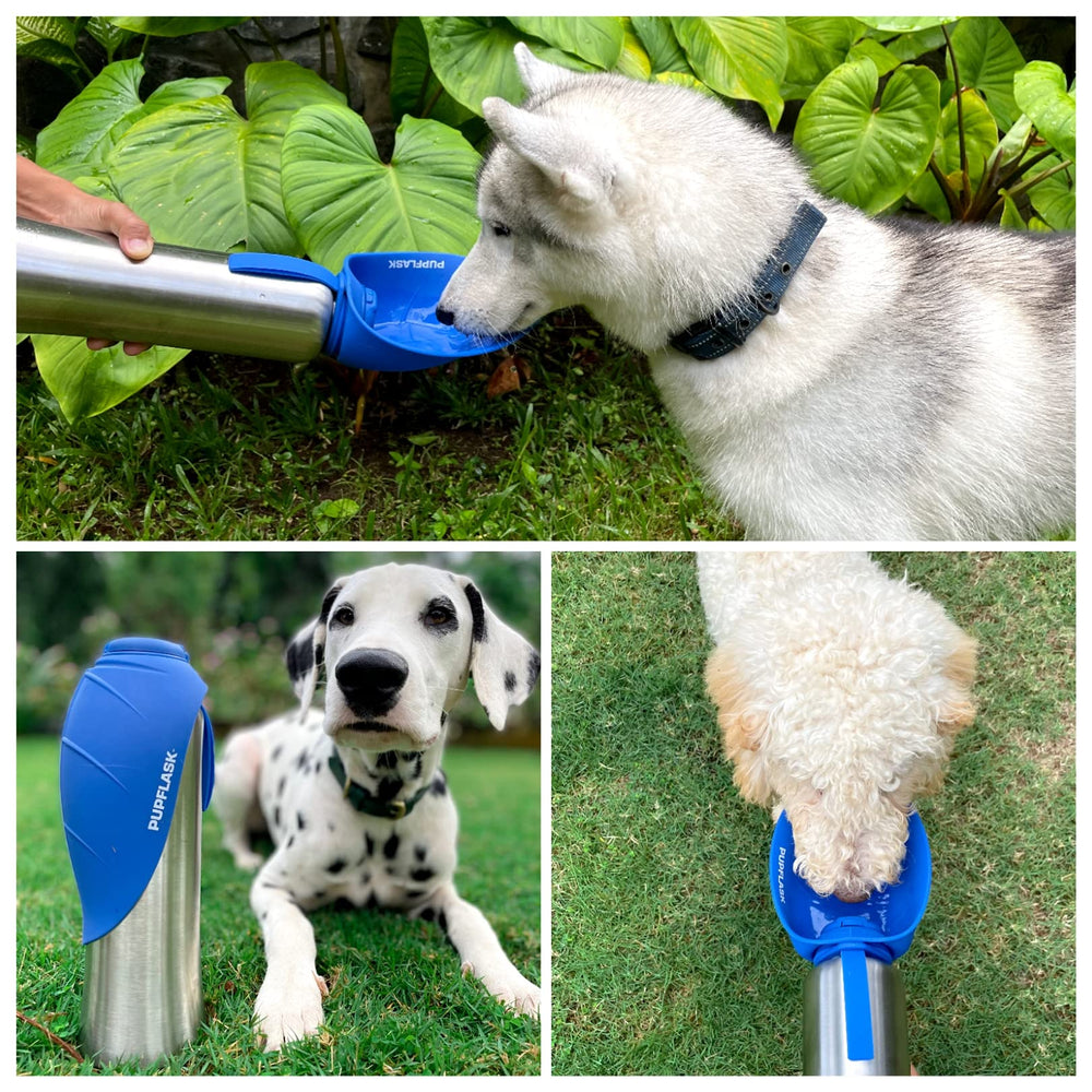 Tuff Pupper PupFlask utilisé au parc, hydrate rapidement le chien en sortie