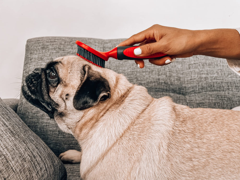 Tuff Pupper mise en scène toilettage à la maison pour moment apaisant
