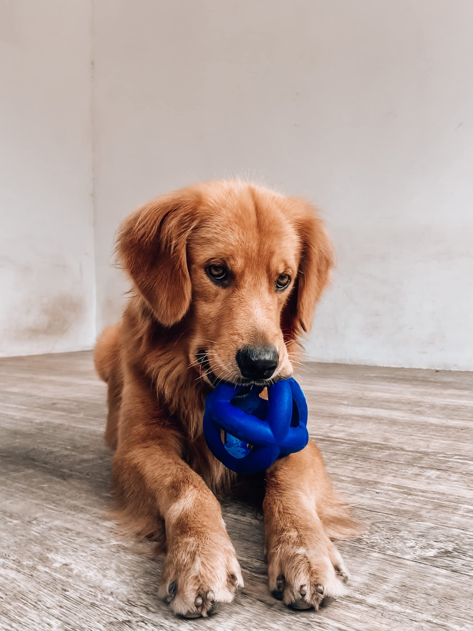 Tuff Pupper nettoyage à l’eau illustrant entretien facile et hygiène