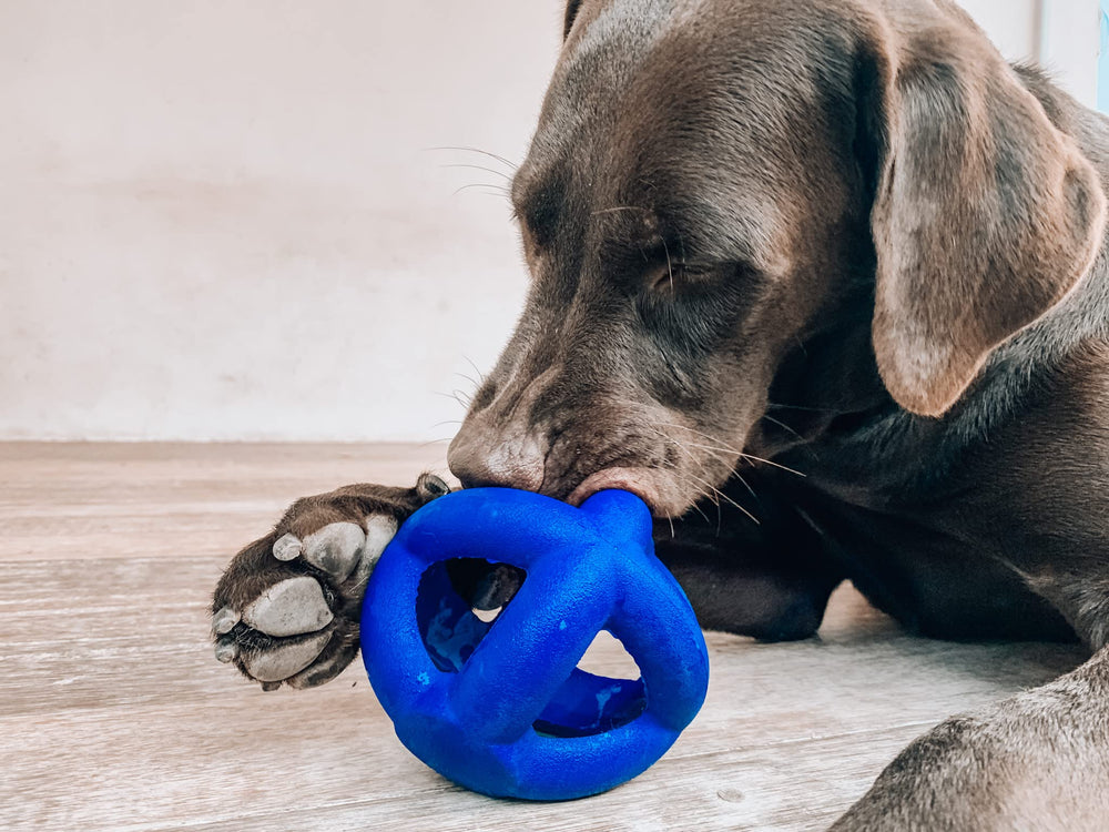 Tuff Pupper scène extérieure jeu sur gazon montrant visibilité bleue