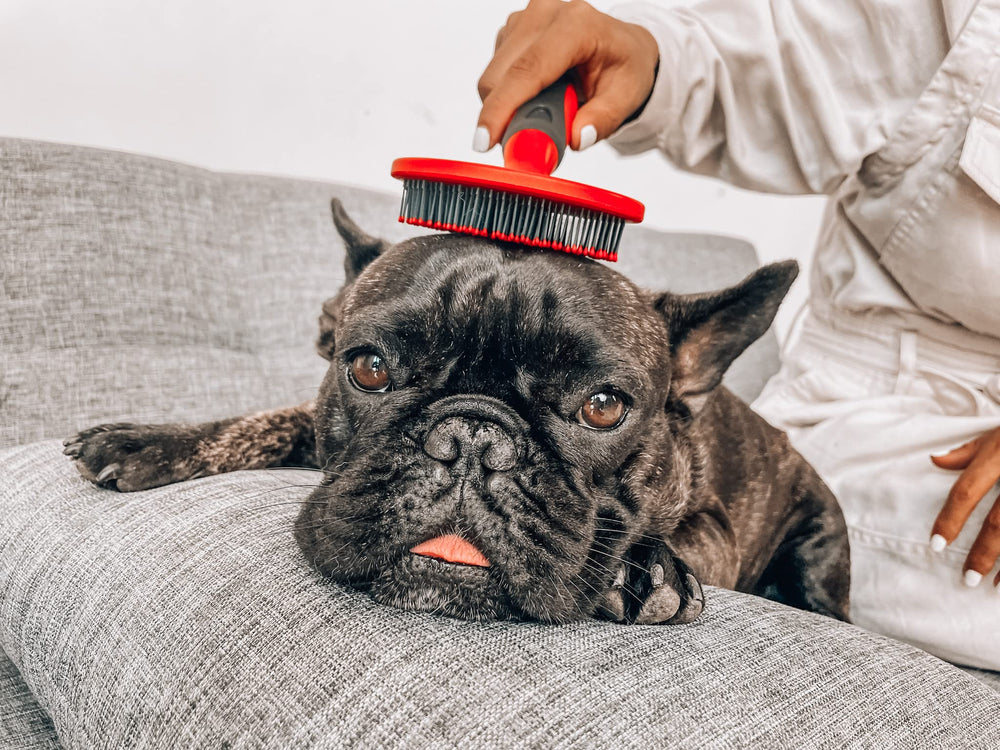 Tuff Pupper brosse utilisée sur chien pour démêler et lisser