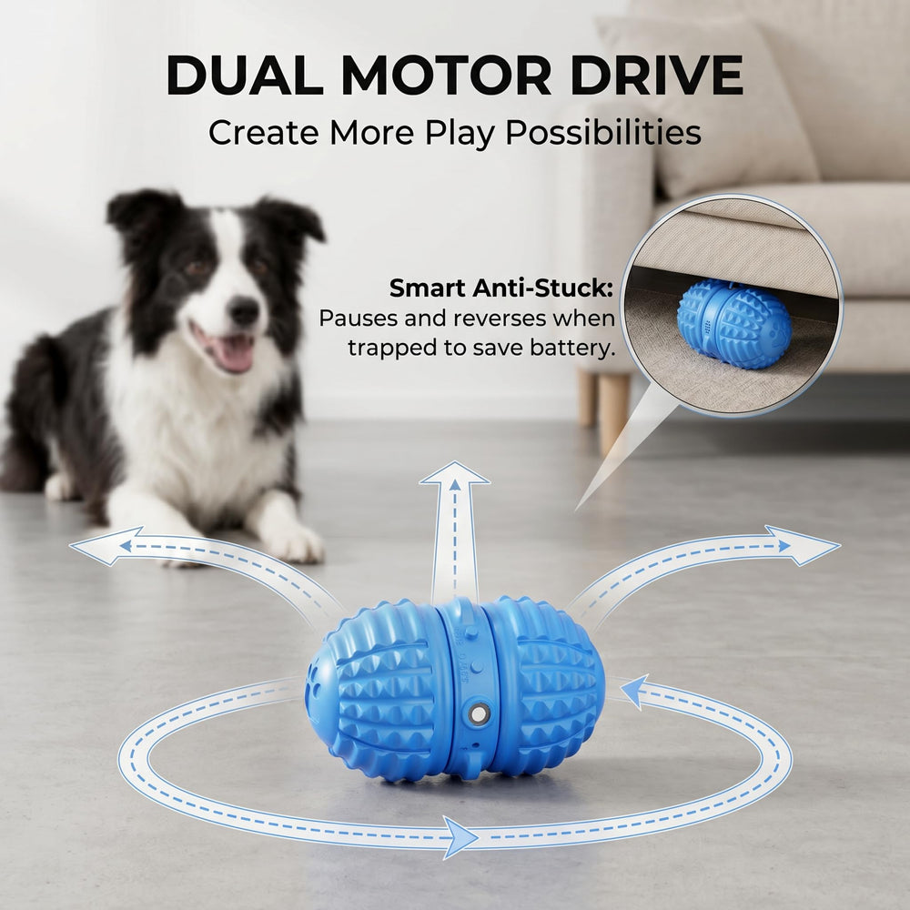 TUFFYUKI chien en train de poursuivre la balle pour exercice actif