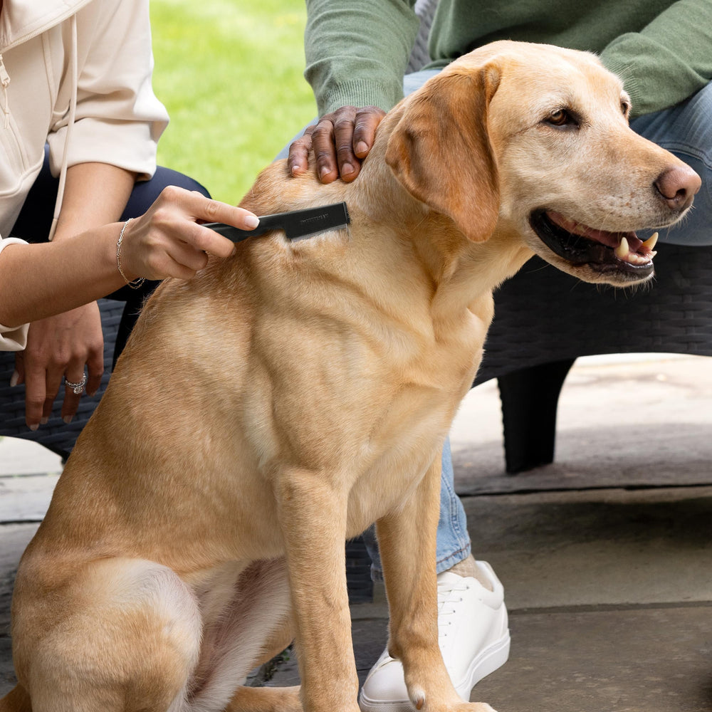 Tweezerman peigne utilisé sur chien pour démêler fourrure dense sans tirer