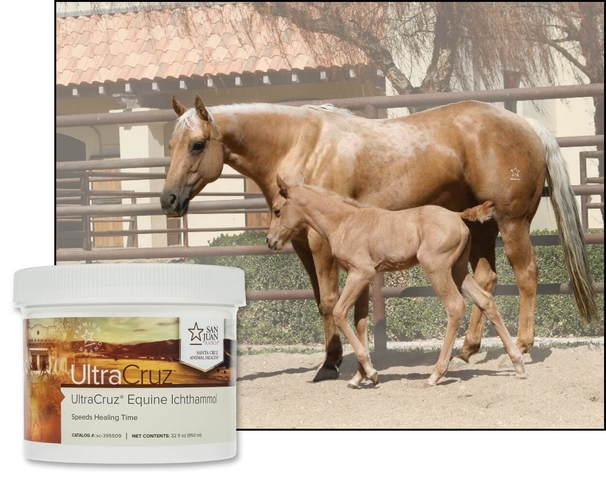 UltraCruz usage en écurie démontrant préparation et soins réguliers du cheval