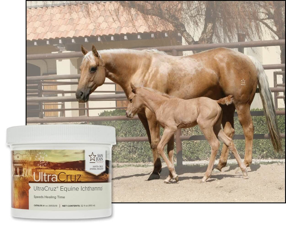 UltraCruz usage en écurie démontrant préparation et soins réguliers du cheval