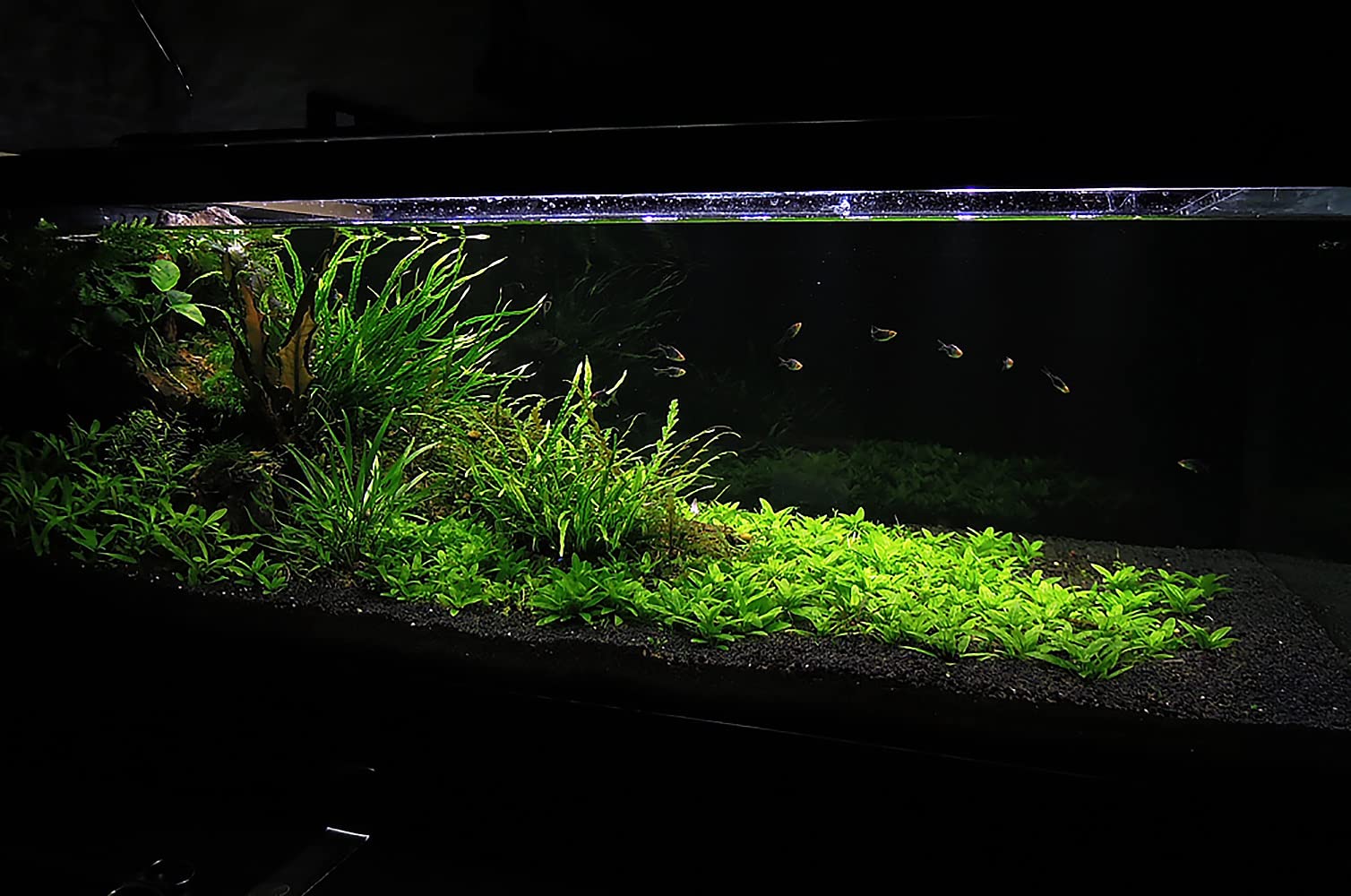 Ultum Nature Systems aquascape lifestyle illustrant rendu esthétique naturel