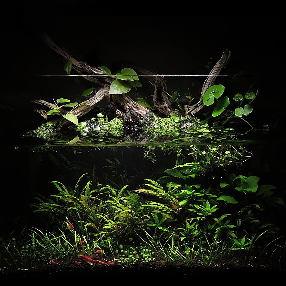 Ultum Nature Systems mise en place du substrat pour plantation facile