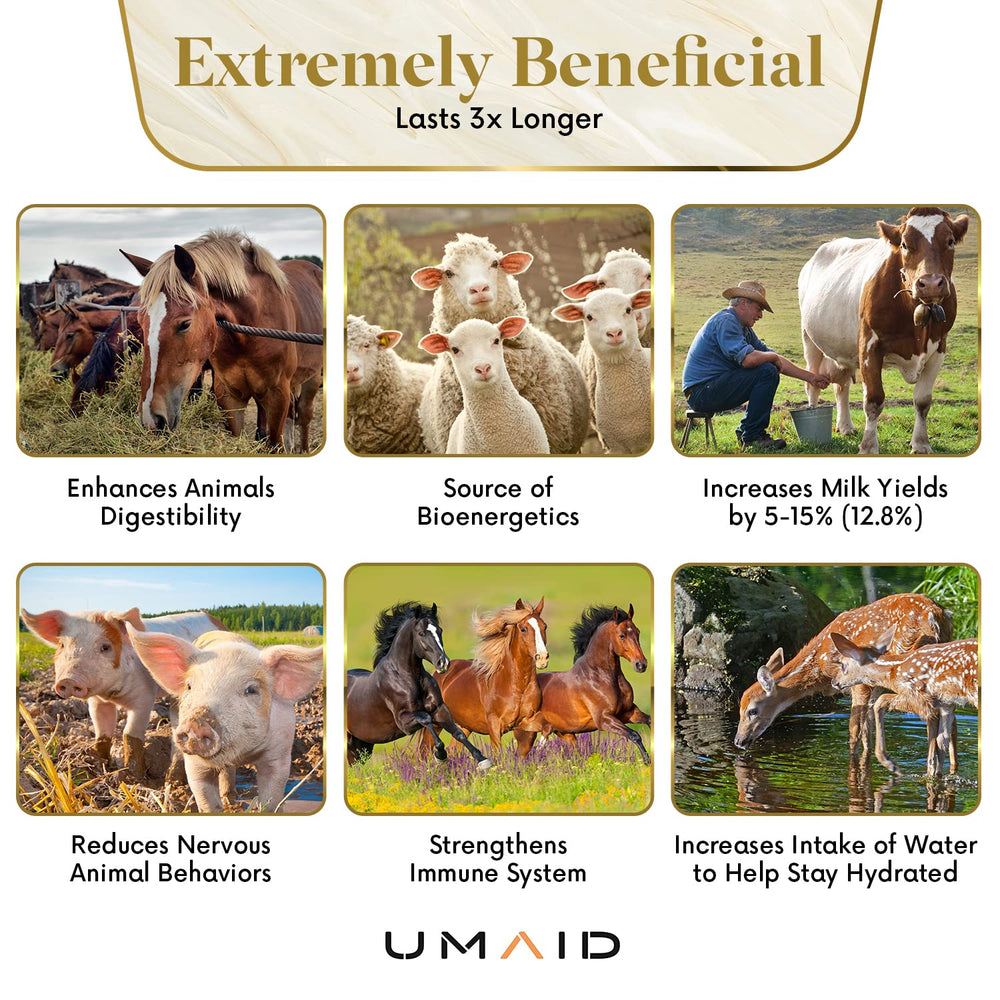 UMAID chèvre en train de lécher le bloc, enrichissement naturel et agréable