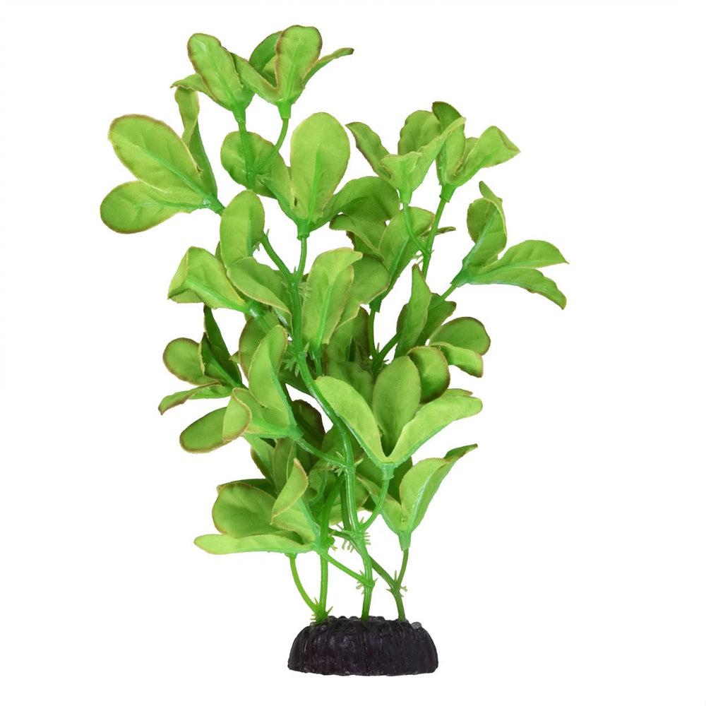 Underwater Treasures plante Bacopa Monnieri 8" vue frontale, décor réaliste et sécurité
