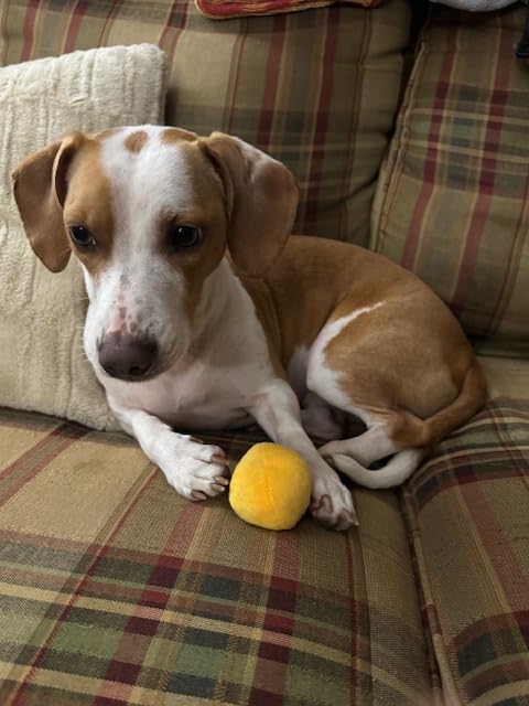 Unique Pet Products chat attrapant balle, éveil et chasse ludique