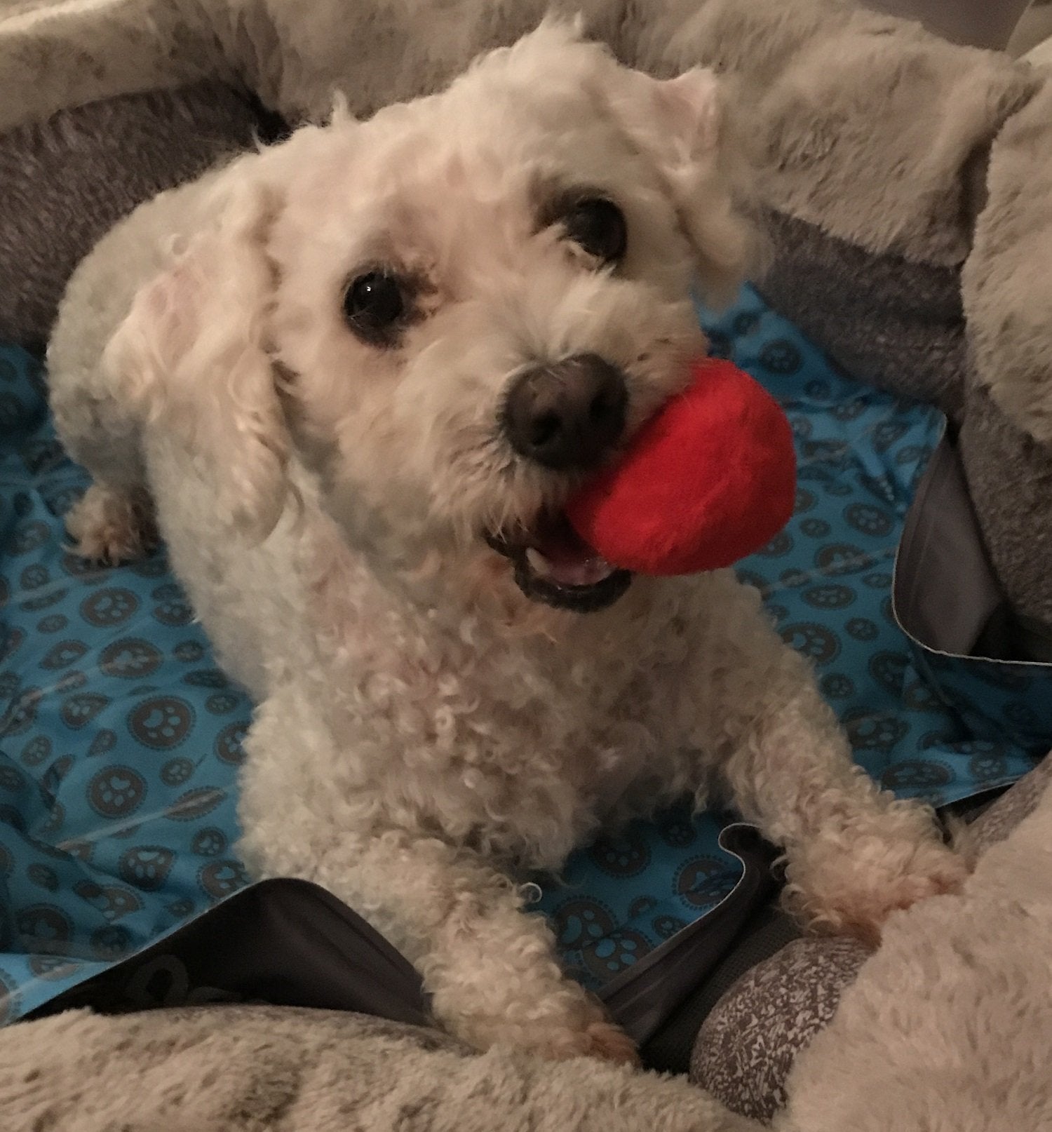 Unique Pet Products petit chien jouant, encourage activité physique