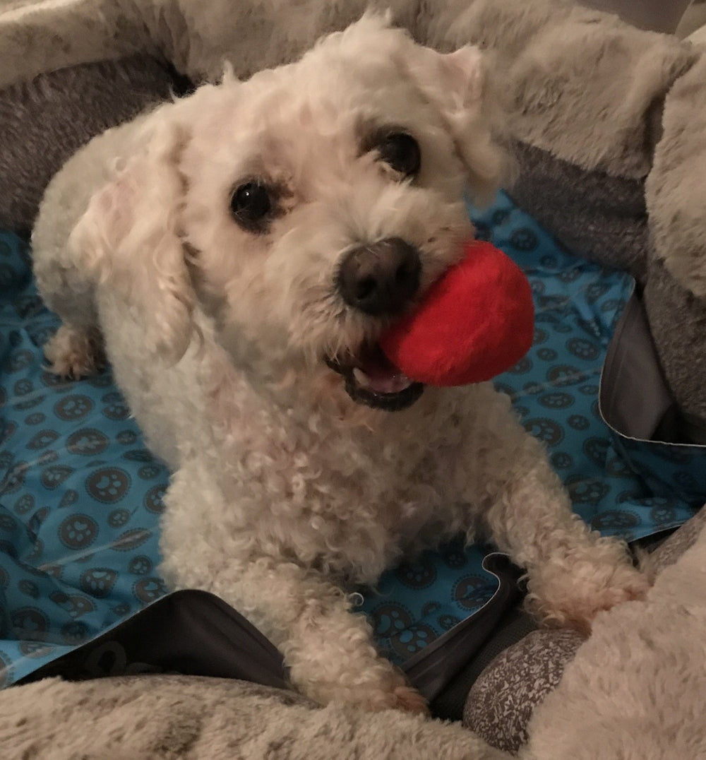 Unique Pet Products petit chien jouant, encourage activité physique