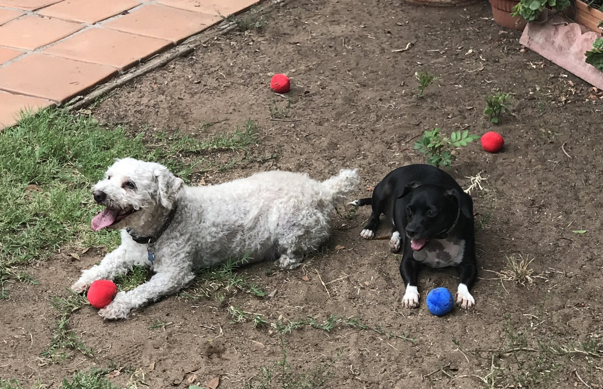 Unique Pet Products pack ouvert avec 12 balles, variété de couleurs