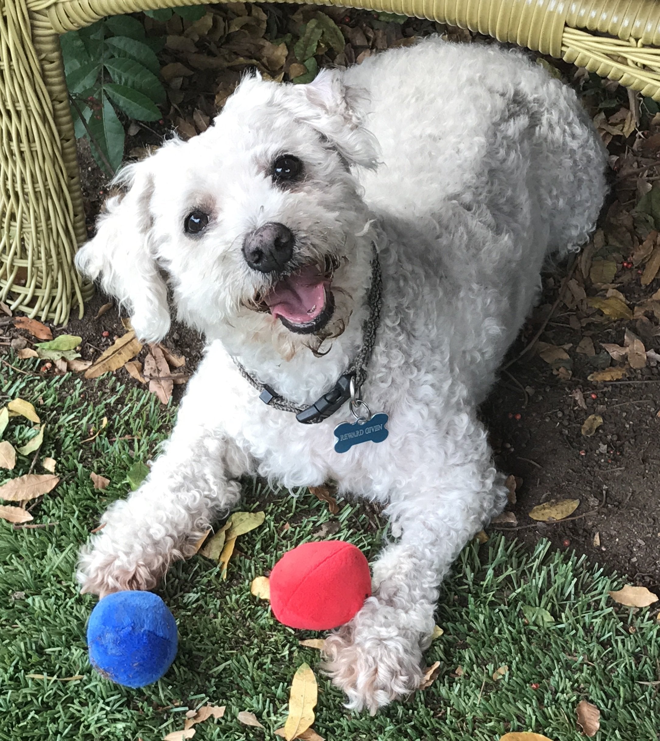 Unique Pet Products comparaison taille, convient aux petits chiens