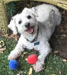 Unique Pet Products comparaison taille, convient aux petits chiens